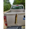 Pickerel Pickerel